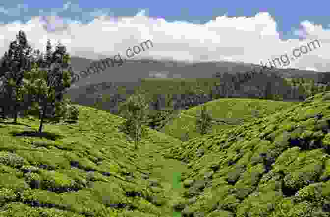 Rolling Tea Plantations Of Munnar Lonely Planet South India Kerala (Travel Guide)