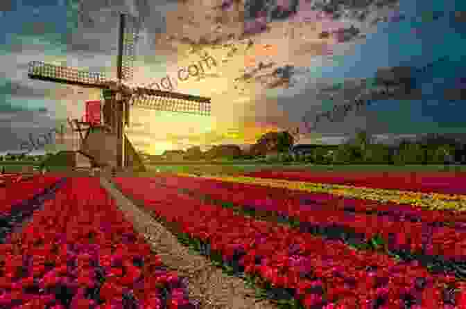 Serene Dutch Landscape With Windmills, Canals, And Vibrant Tulips Lonely Planet The Netherlands (Travel Guide)