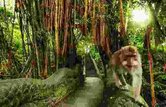 Ubud Monkey Forest, Bali Lonely Planet Pocket Bali (Travel Guide)