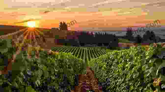 Vineyards In The Willamette Valley During Sunset Lonely Planet Pocket Portland The Willamette Valley (Travel Guide)
