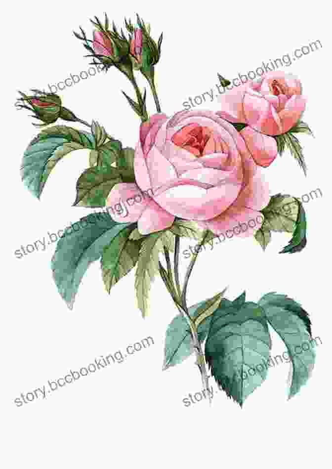 Watercolor Botanical Print Of A Blooming Rose Watercolor Botanicals: 20 Prints To Paint And Frame