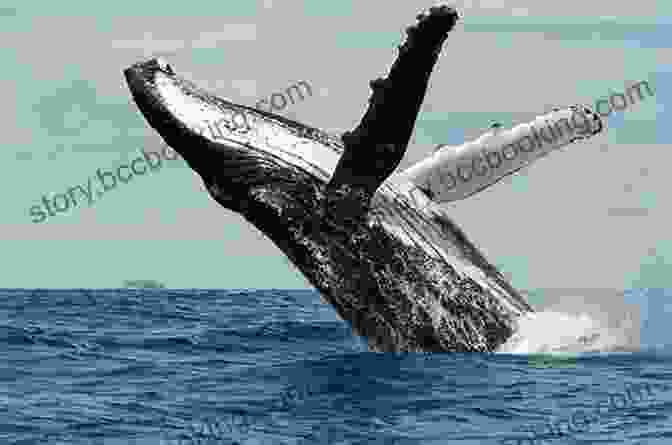 Whales Breaching In The Ocean Off The Australian Coast Lonely Planet Best Of Australia (Travel Guide)