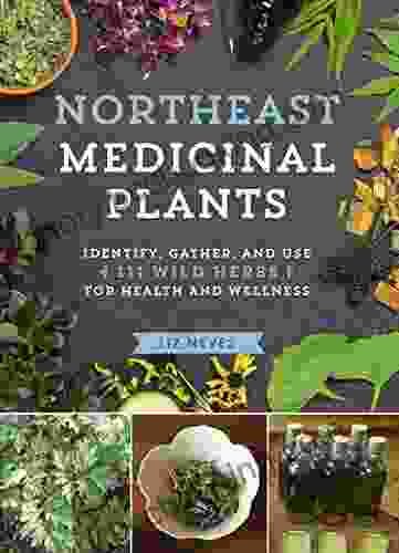 Northeast Medicinal Plants: Identify Harvest And Use 111 Wild Herbs For Health And Wellness